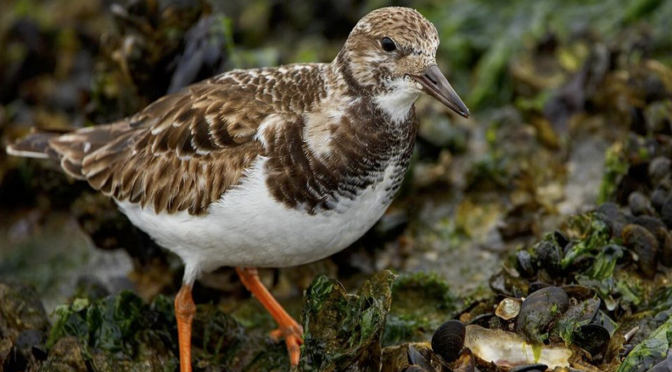 Spending time with Ruddy Turnstones in eastern NC